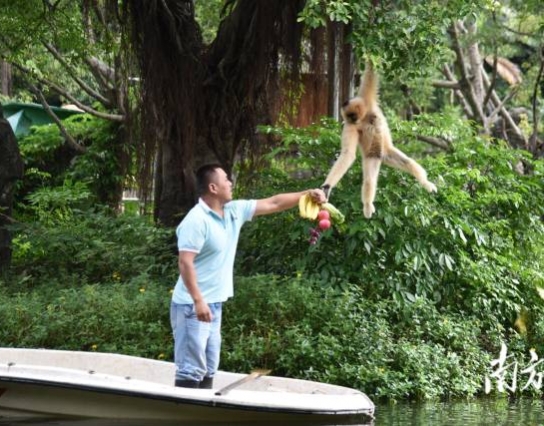 過節(jié)了！深圳野生動物園長臂猿喜獲“水果大餐”